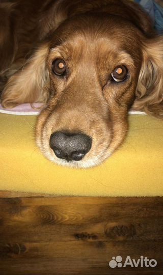 Собака для вязки