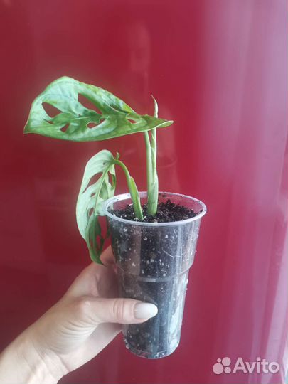 Монстера манки маск