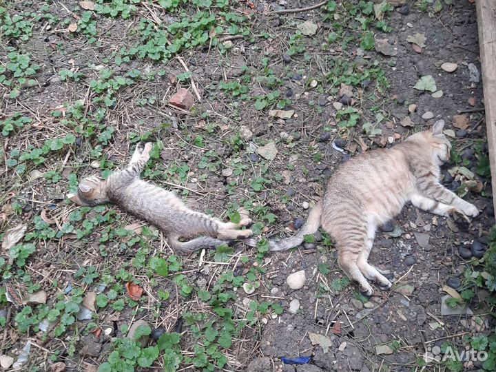 Котенок девочка в добрые руки