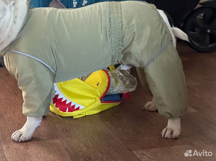 Комбинезон для собаки