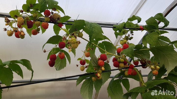 Ремонтантная малина