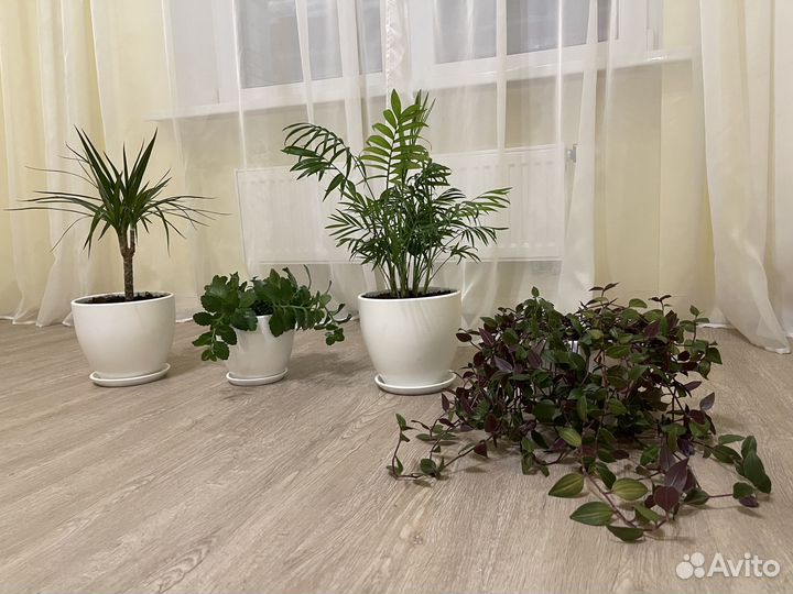 Комнатные растения цветы