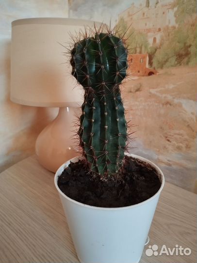 Кактус цветущий