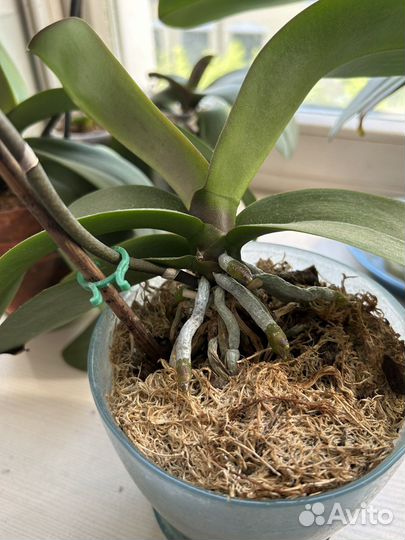 Фаленопсисы и толстянка