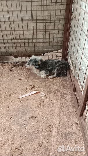 Собака небольшая в хорошую семью бесплатно