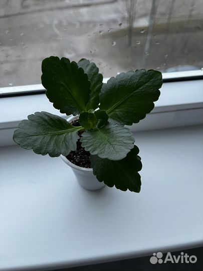 Каланхоэ розовая