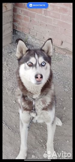 Сибирский хаски