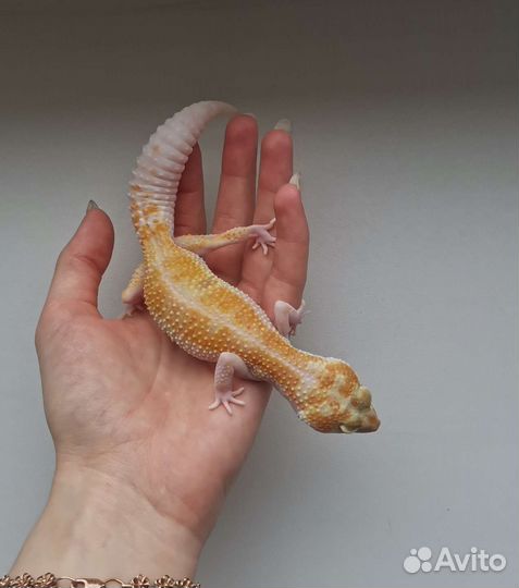 Эублефар самка