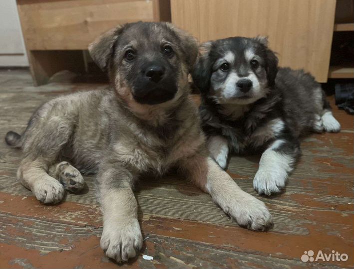 Щенки в добрые руки