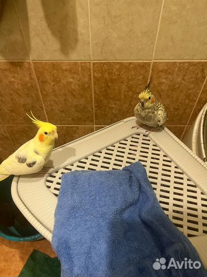 Пара попугаев Корелла