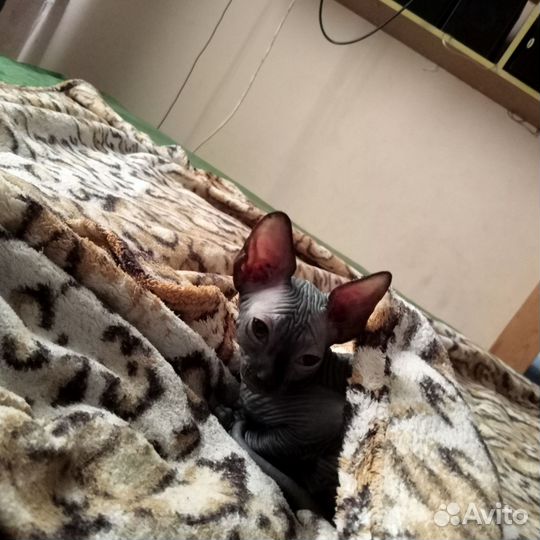Канадский сфинкс котенок девочка