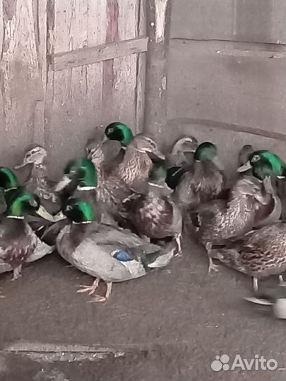 Подсадные утки