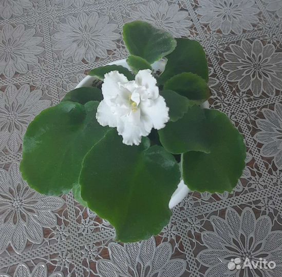 Фиалка белая цветущая в горшке 