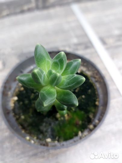 Суккуленты