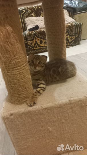 Бенгальская