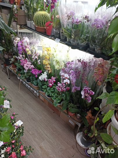 Комнатные цветы