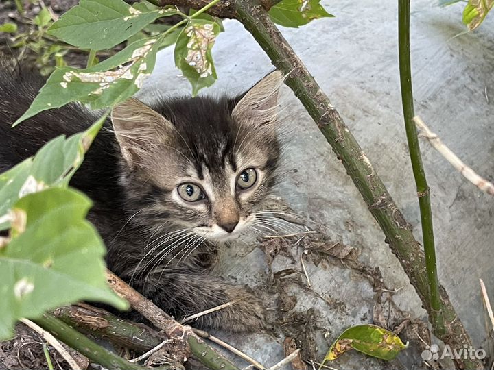 Котята нуждаются в доме