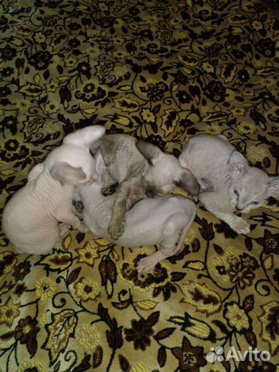 Канадский сфинкс