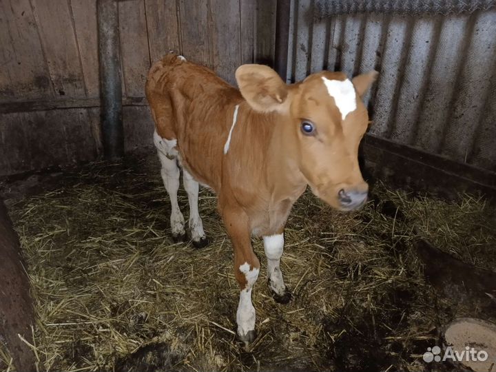 Телята бычки