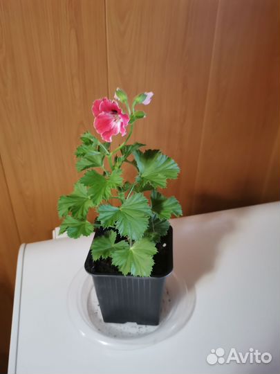 Королевская пеларгония