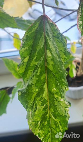 Продам цветы комнатные