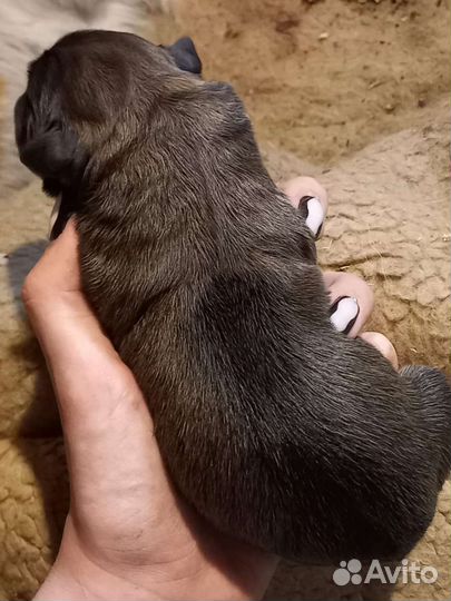 Щенок в хорошие руки