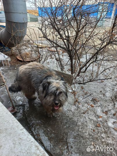 Найдена собака