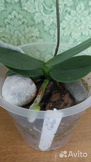 Орхидея фаленопсис Дарвин