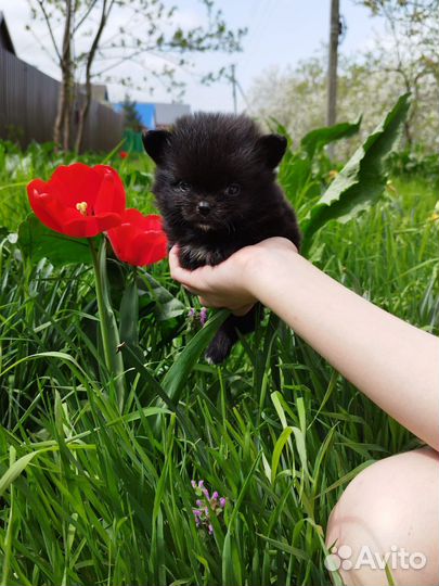 Собака