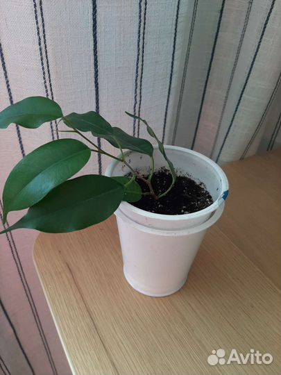 Фикус бенджамина