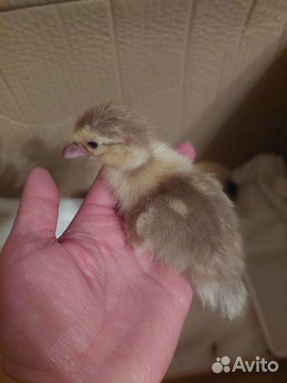 Индоутята подрощенные