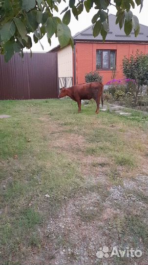 Корова телка