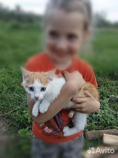 Котёнок мальчик Рыжий