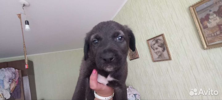 Домашние животные собаки