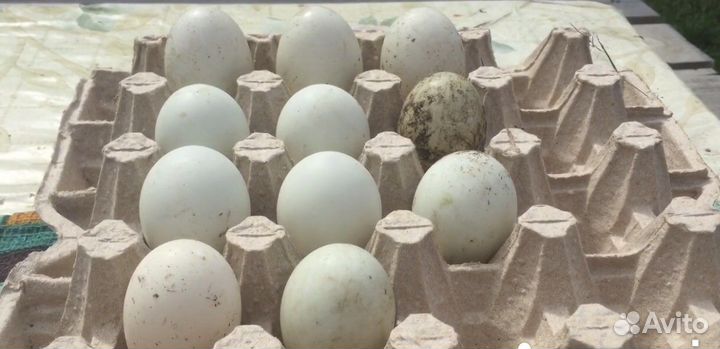 Утка индийский бегунок