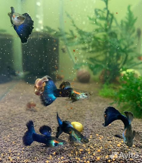 Аквариумные рыбки