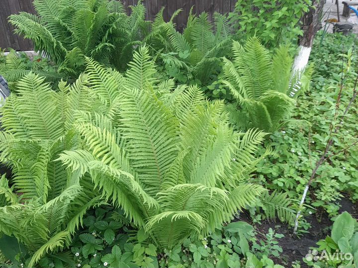 Папортник садовый