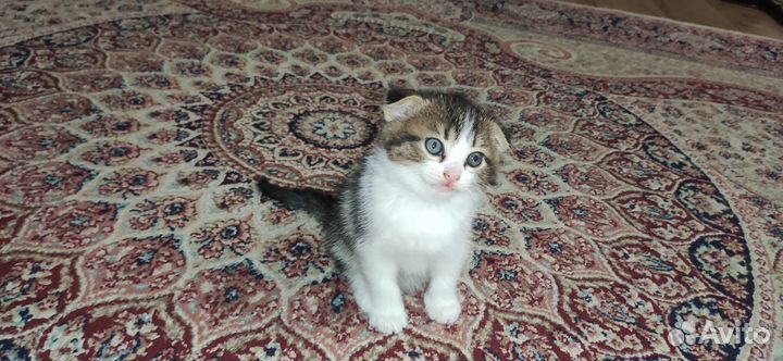 Вислоухие котята