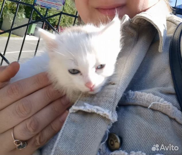 Котеночек
