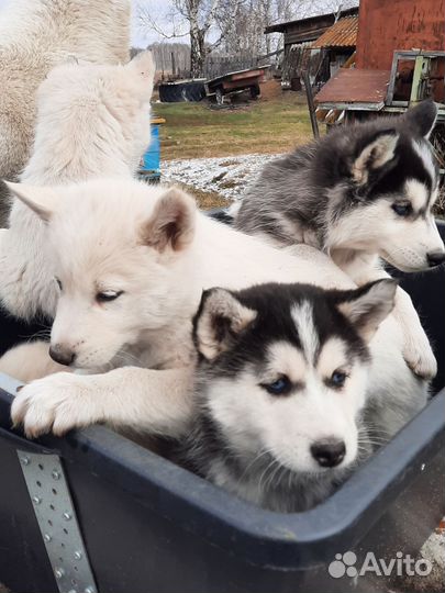 Продам щенков сибирской хаски (чистокровные)