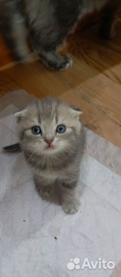 Шотландские вислоухие котята