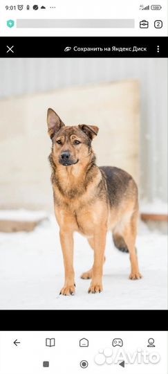 Собака в добрые руки отдам бесплатно