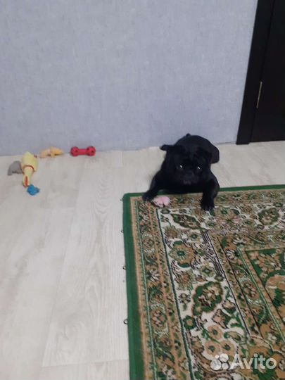 Мопс ищет девочку для вязки