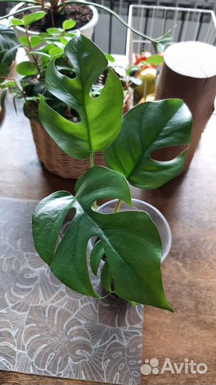 Рафидофора тетрасперма(монстера минима)