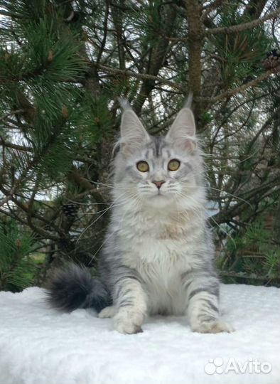 Кошечка серебро
