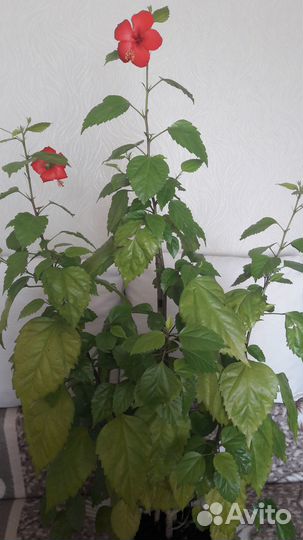 Гибискус китайская роза