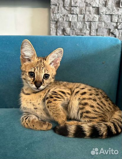 Саванна ф1 девочка