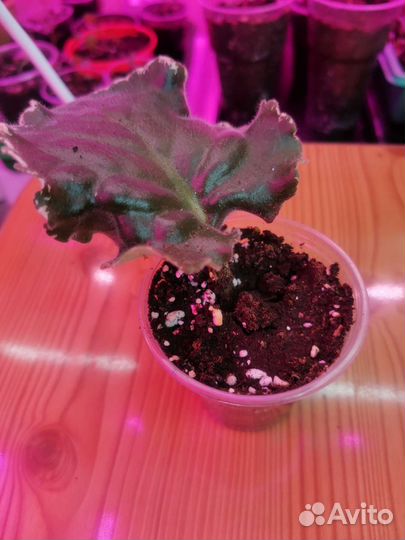 Листики фиалки, традесканция, герань, мелисса