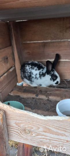 Кролики разных пород