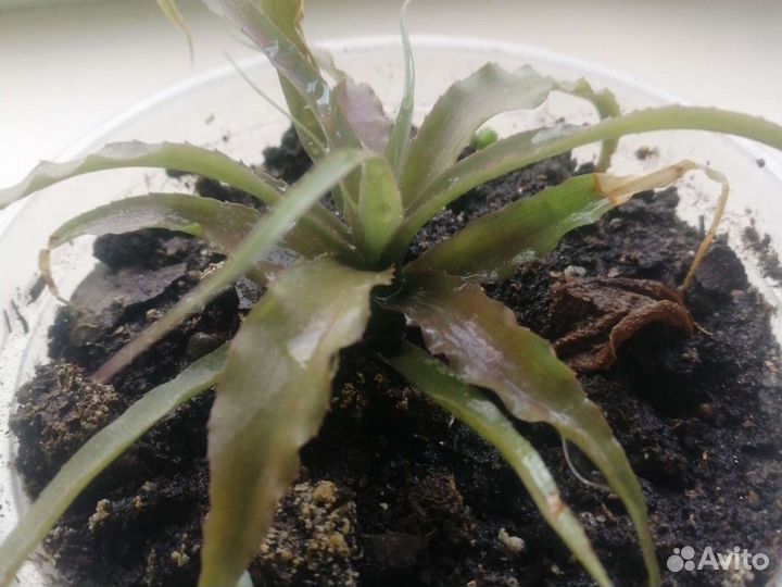 Криптантус